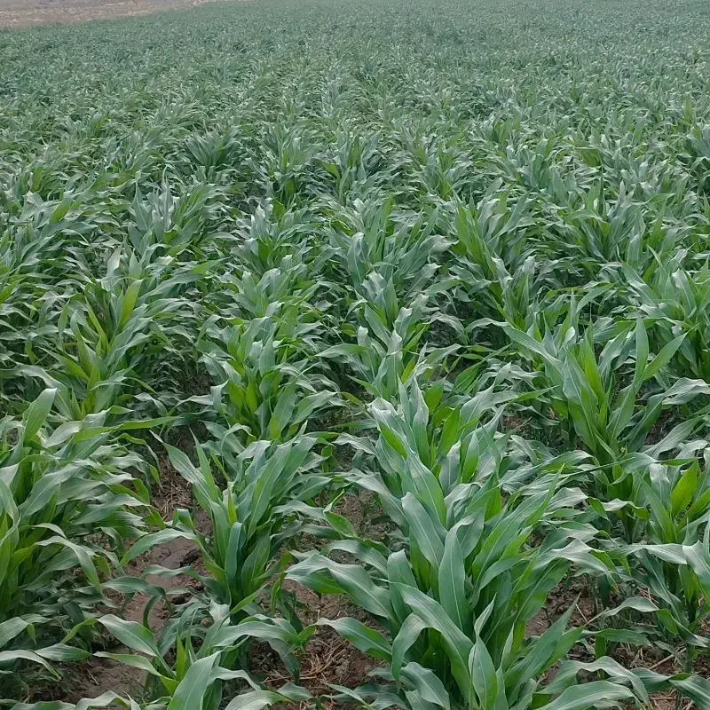 ذرت علوفهای|عمدهفروشی|نیشابور, ریوند|دیوار