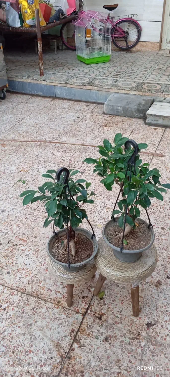 گل‌های آپارتمانی|گل و گیاه طبیعی|شوشتر, |دیوار