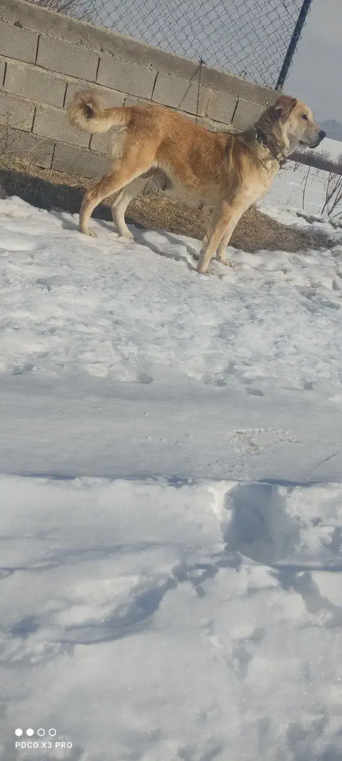ماده سرابی|سگ|اهر, |دیوار