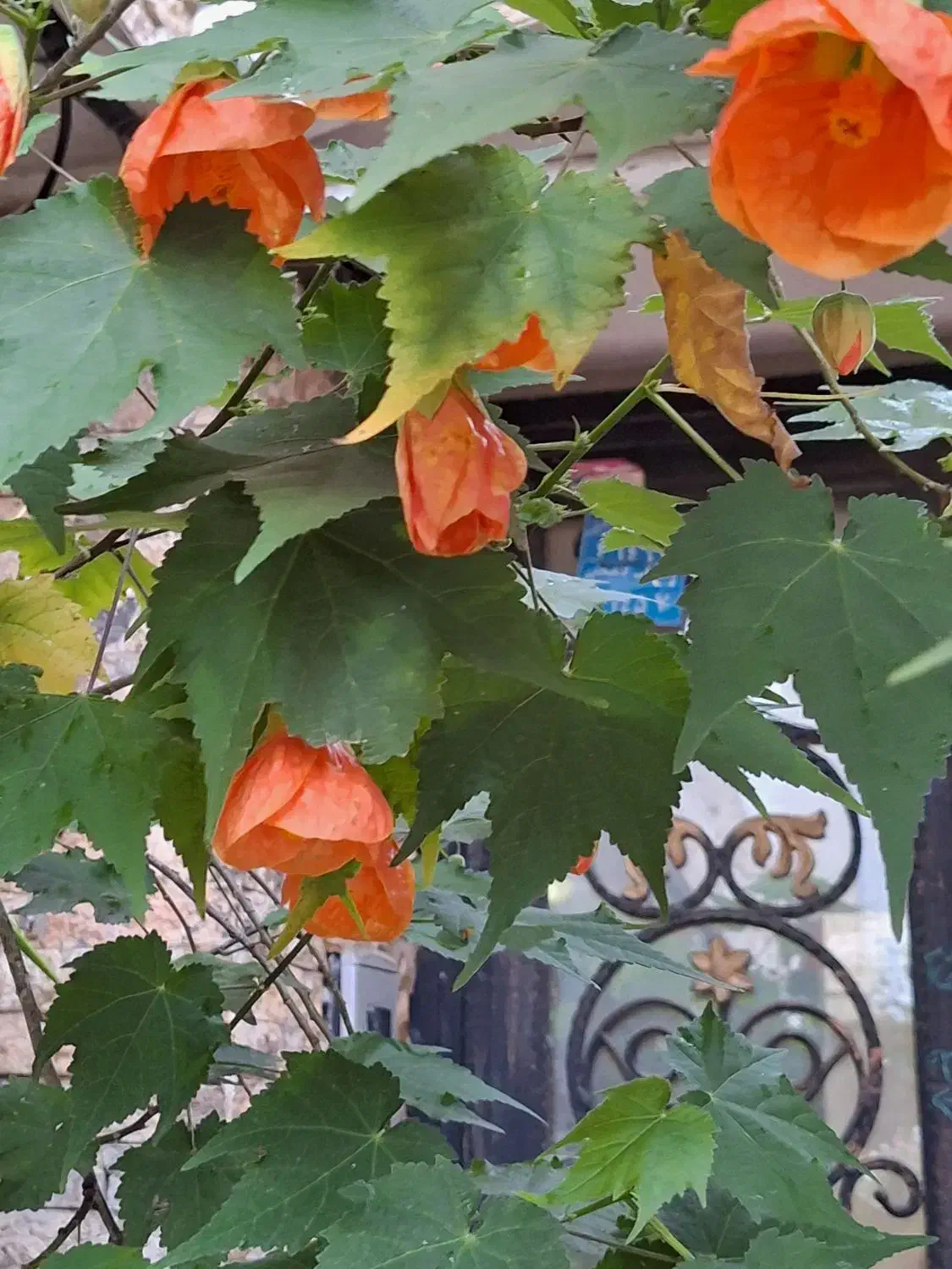 گلهای طبیعی|گل و گیاه طبیعی|لاهیجان, مهرگان|دیوار