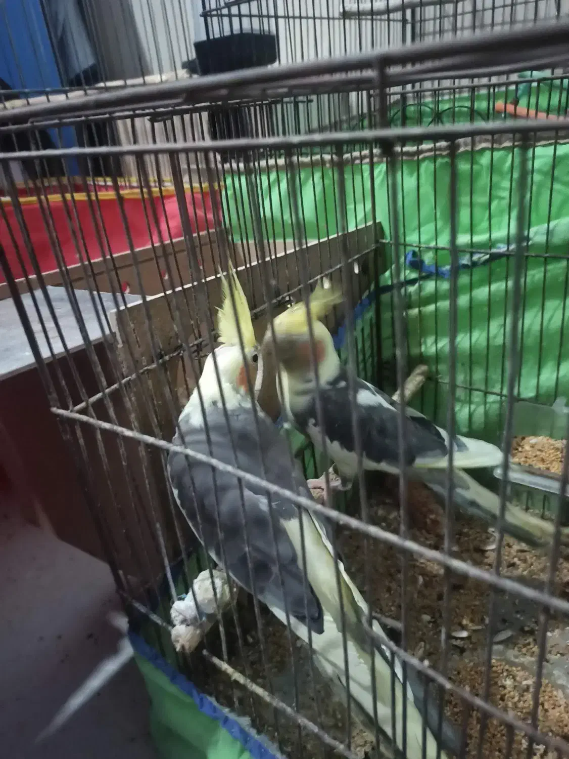 جفت عروس پاریس با جوجه|پرنده|سوسنگرد, |دیوار