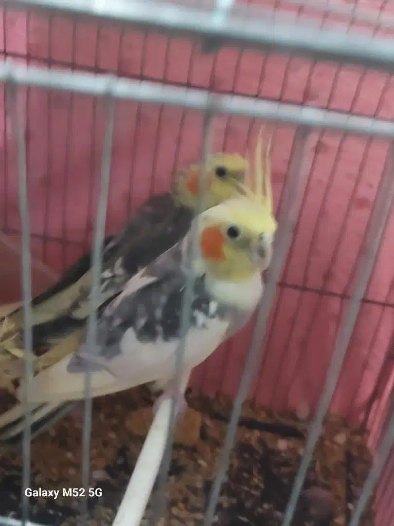 عروس هلندی|پرنده|سبزوار, رضوان|دیوار