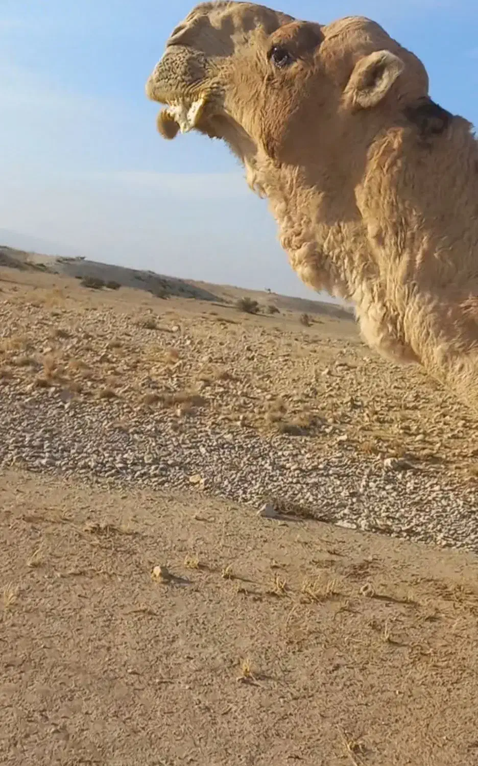 لوک داشتی|حیوانات مزرعه|جره و بالاده, |دیوار