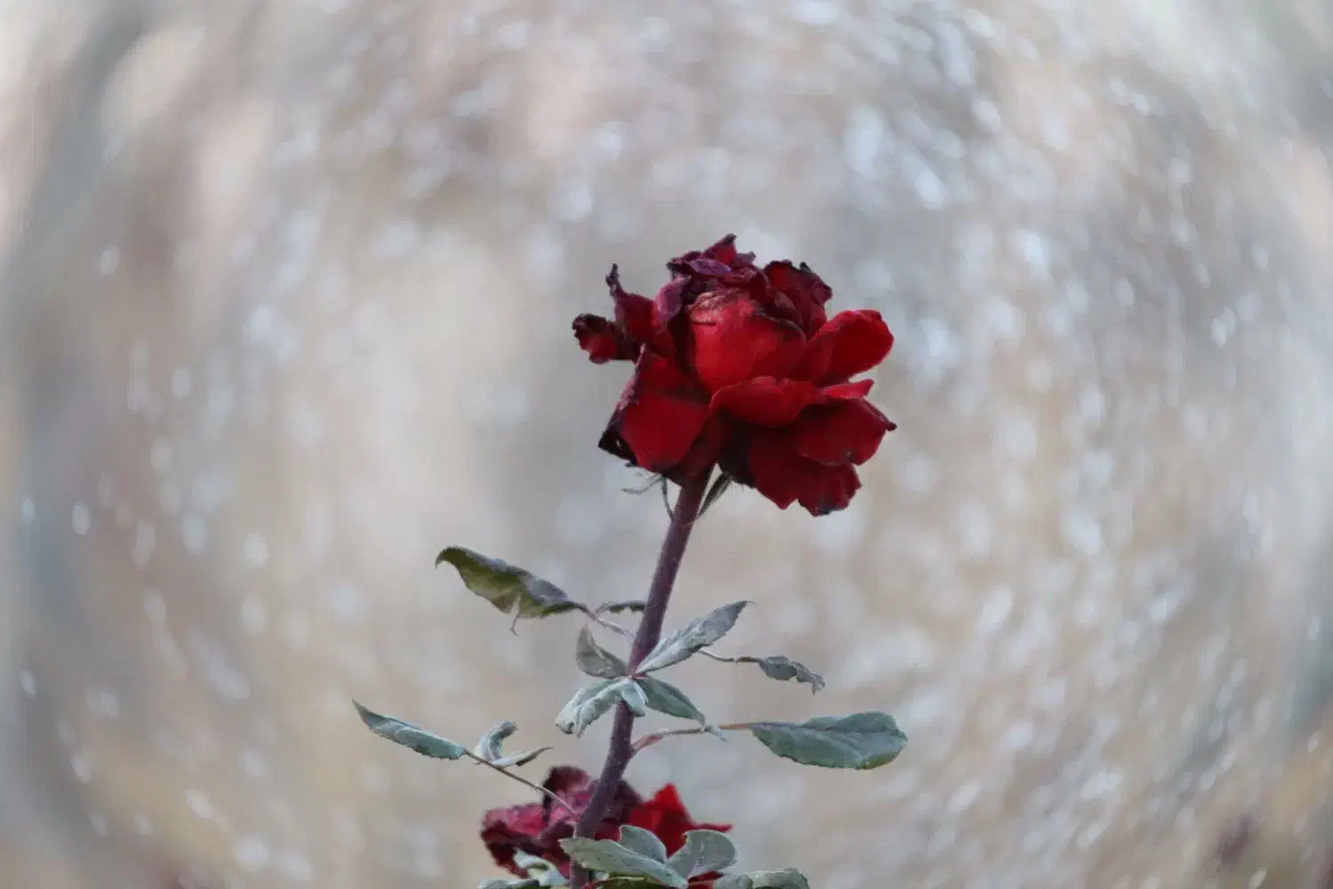 کنون 850دی|دوربین عکاسی و فیلم‌برداری|شیراز, گلدشت معالی‌آباد|دیوار