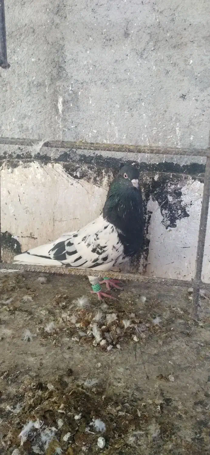 کفتر|پرنده|شیروان (خراسان), |دیوار