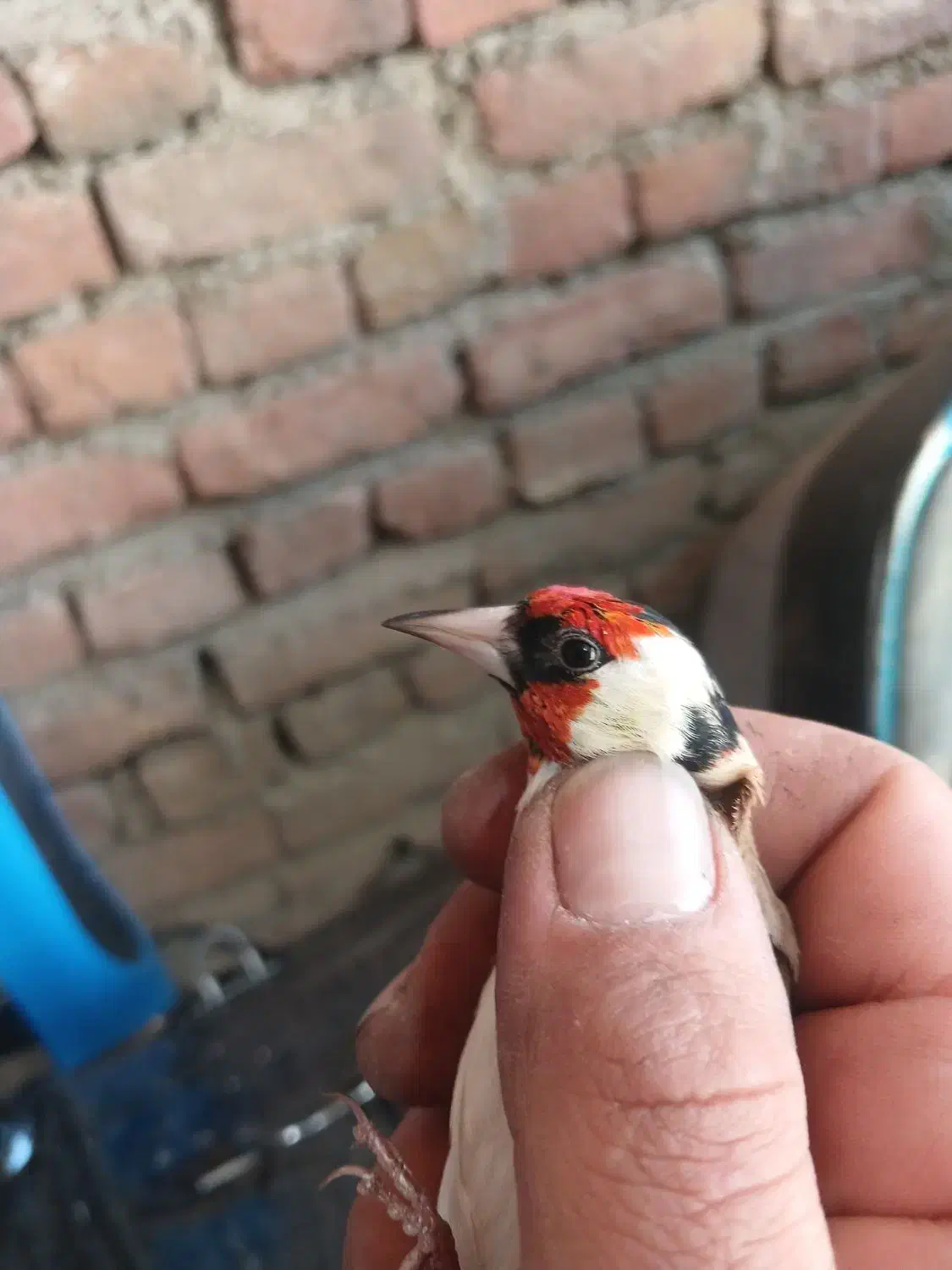 سهره حلب|پرنده|بانه, |دیوار