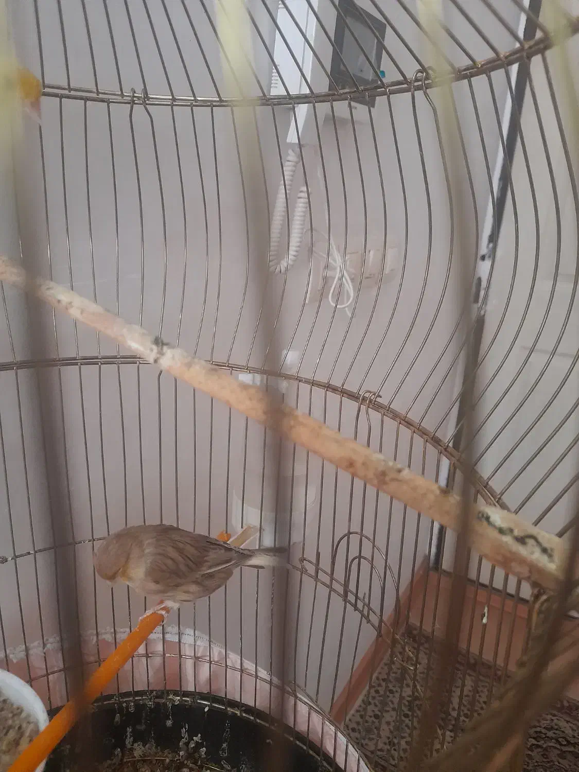 قناری  گلاستر|پرنده|خوی, |دیوار