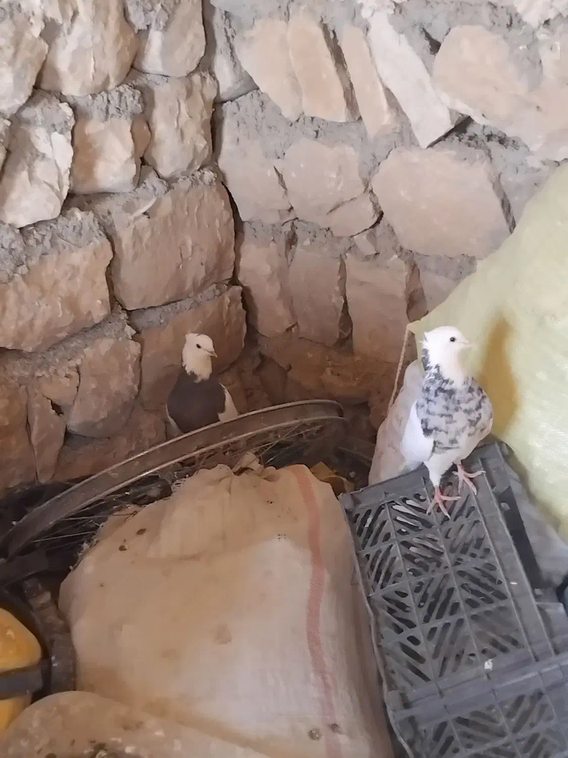 کبوتر طوقی|پرنده|کوهدشت, |دیوار