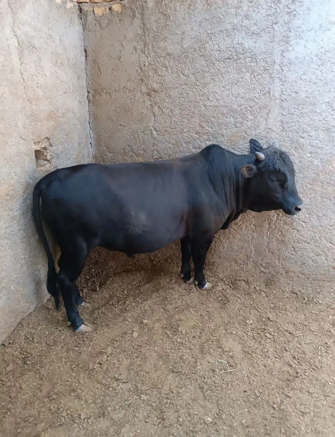 قصاب سلاخ|خدمات پذیرایی، مراسم|اسلامشهر, شهرک واوان|دیوار