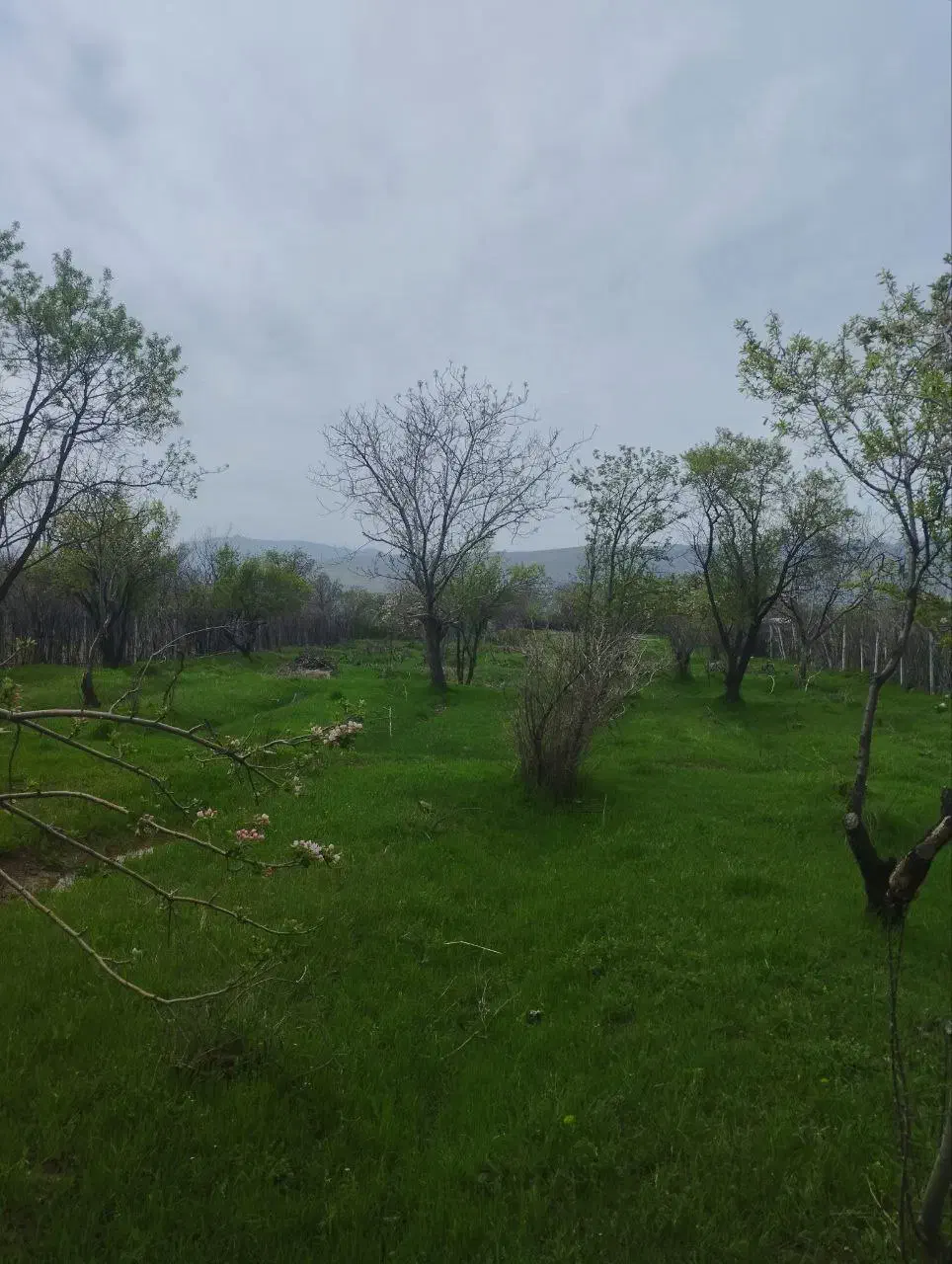 باغ ۲۰۶۵ متری در کرند|فروش زمین و ملک کلنگی|دالاهو, |دیوار