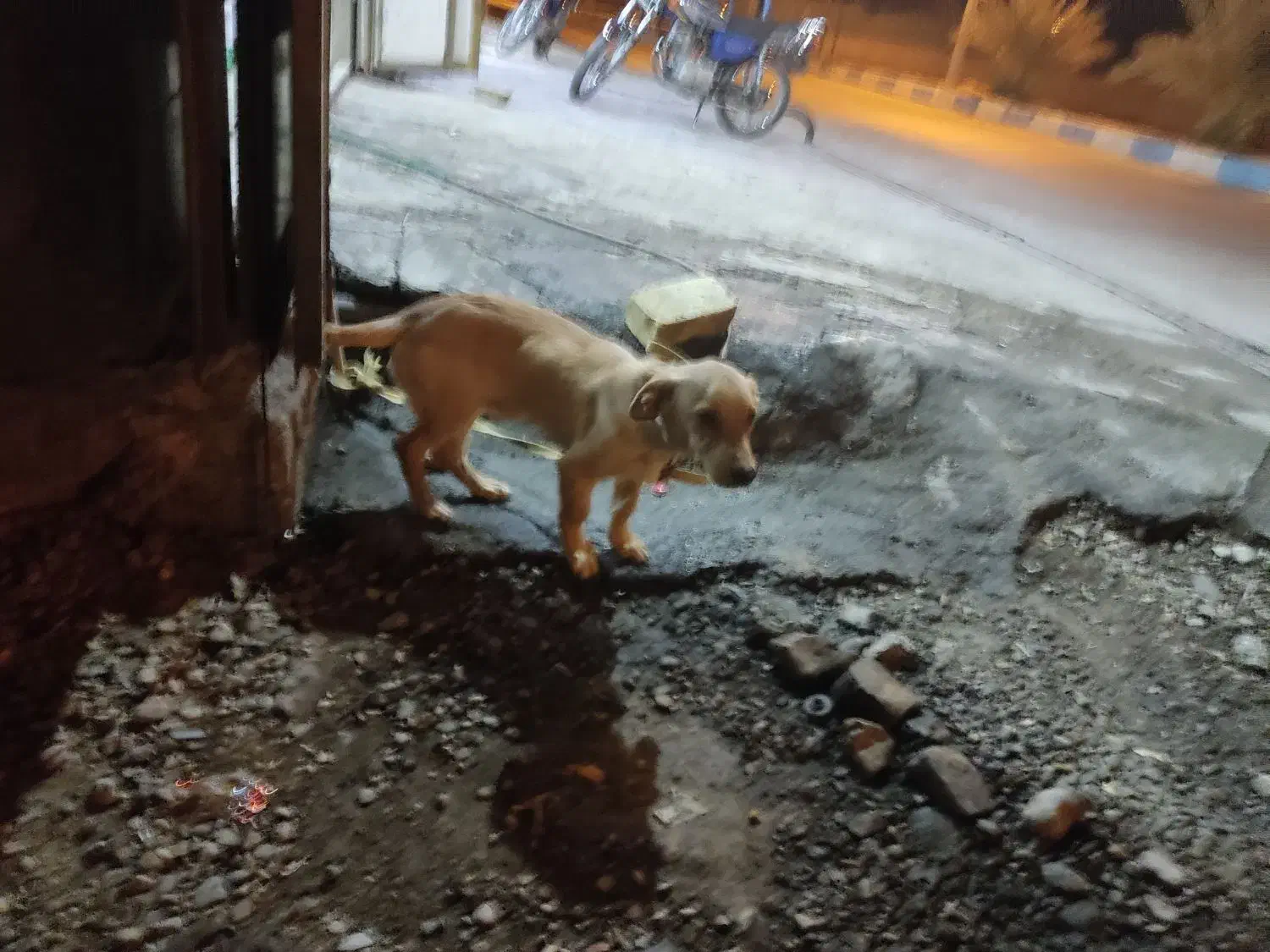 سگ پا کوتاه|سگ|افزر, |دیوار