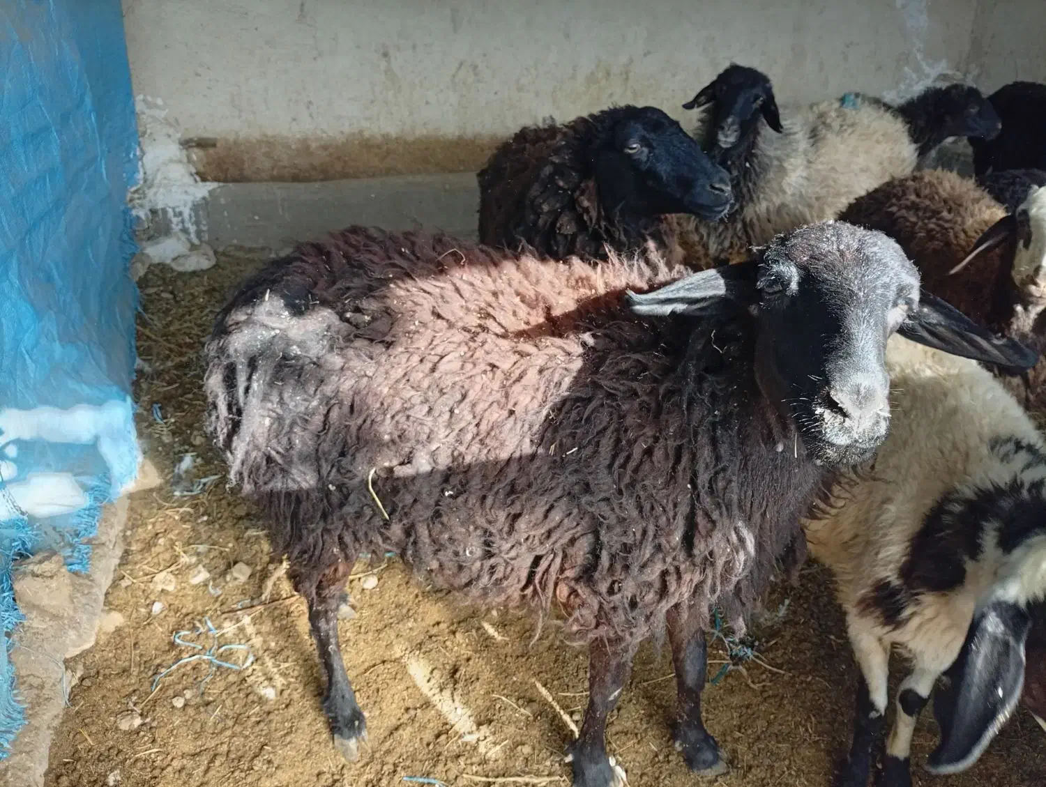 گوسفند شیشک|حیوانات مزرعه|قم, الغدیر|دیوار