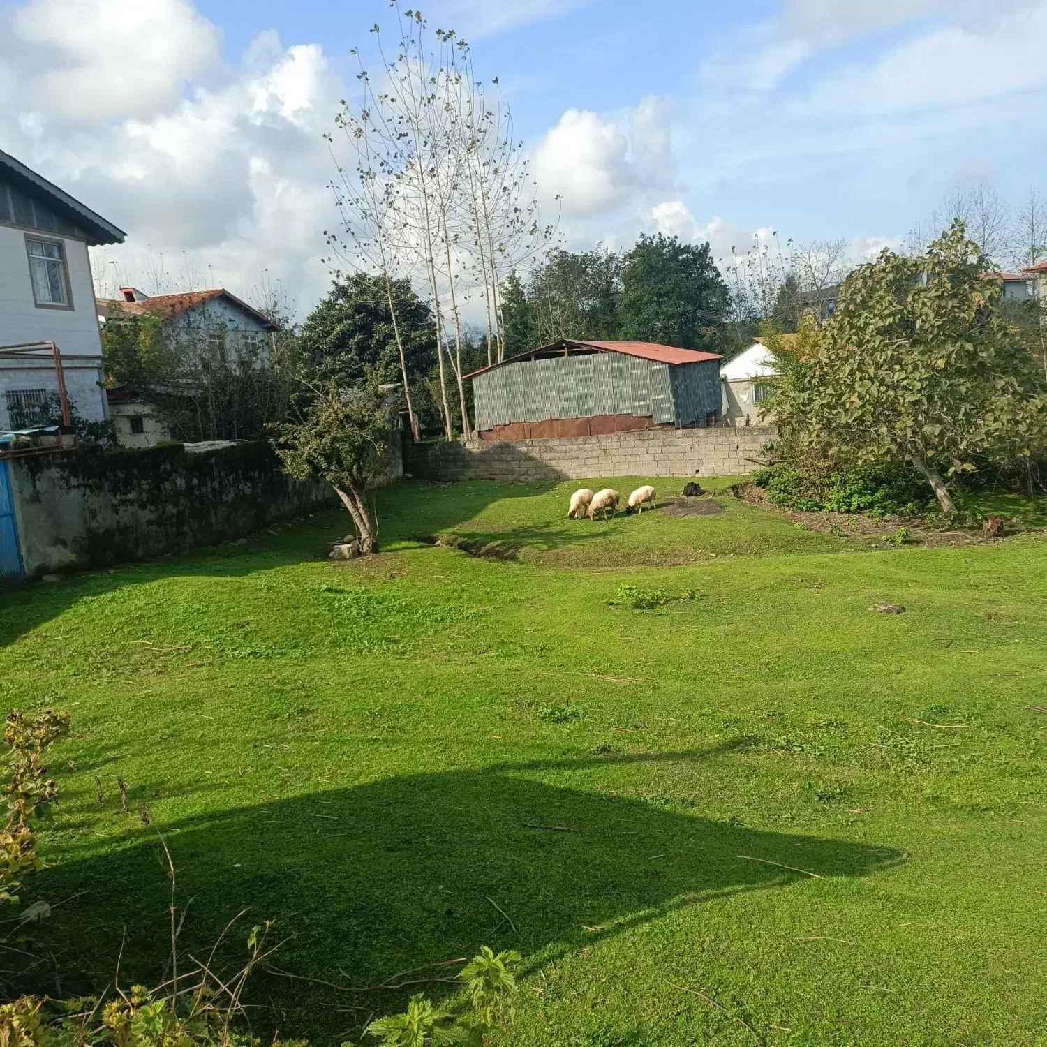 زمین مسکونی ۲۵۰متر سند دار|فروش زمین و ملک کلنگی|رضوانشهر, |دیوار