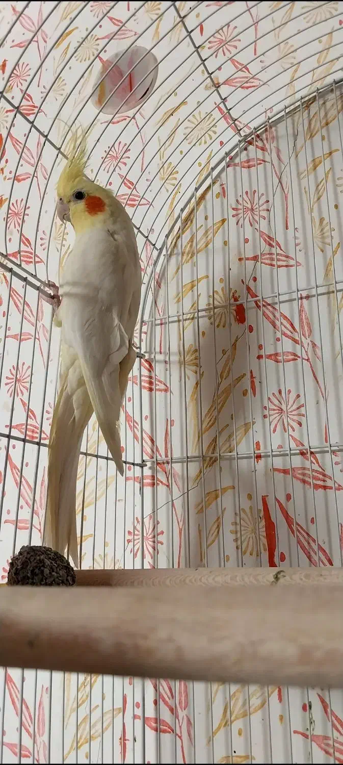 عروس هلندی ماده|پرنده|سنقر, |دیوار