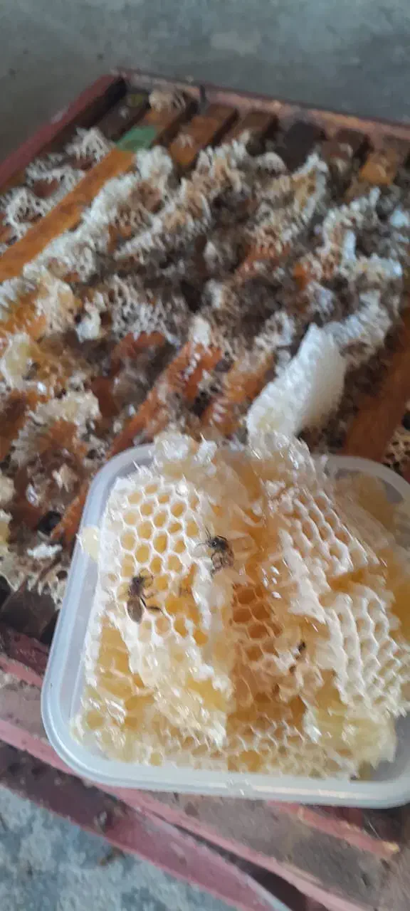 عسل کنار صددرصد خالص بشرط آزمایش|خوردنی و آشامیدنی|جناح, |دیوار