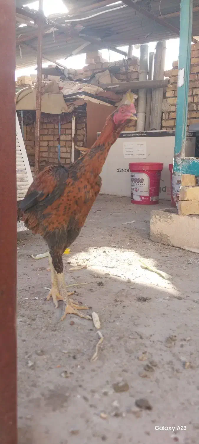 خروس لاری|حیوانات مزرعه|تربت جام, شاد|دیوار