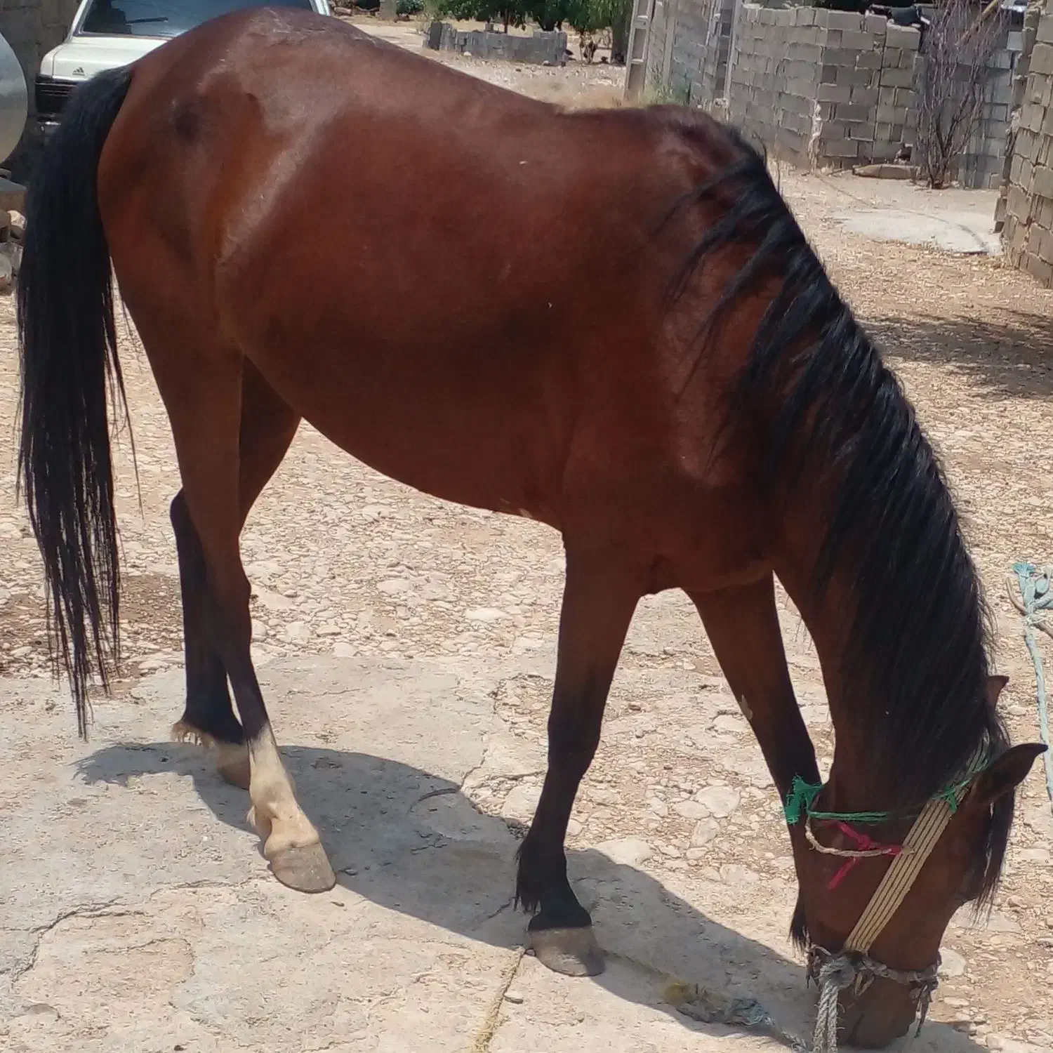 مایون درهشور|اسب و تجهیزات اسب‌سواری|چیتاب, |دیوار