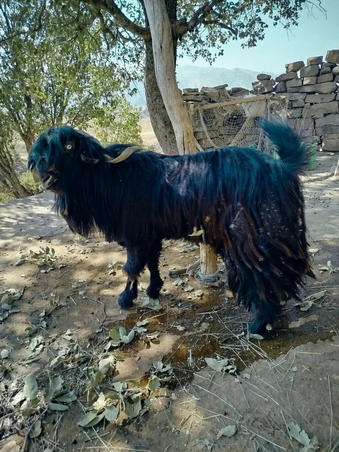 بز وبیگ|حیوانات مزرعه|شوشتر, |دیوار