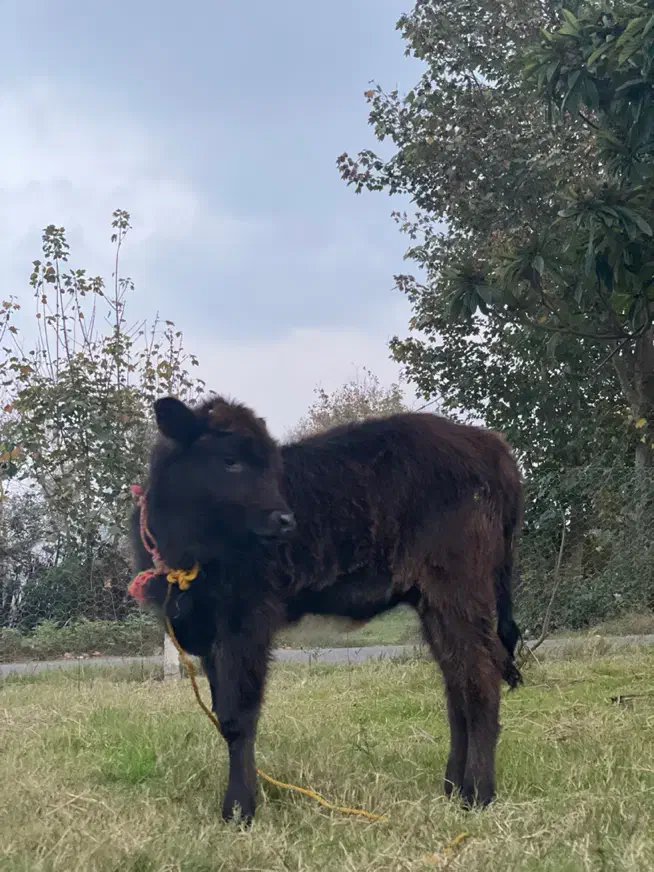 لیشه گوساله ی ماده|حیوانات مزرعه|کوچصفهان, |دیوار