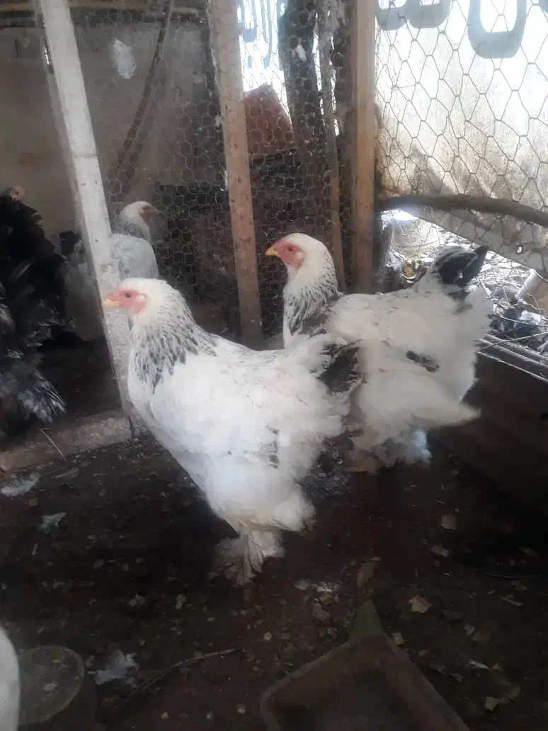 مرغ نژاد برهما|حیوانات مزرعه|کومله, |دیوار