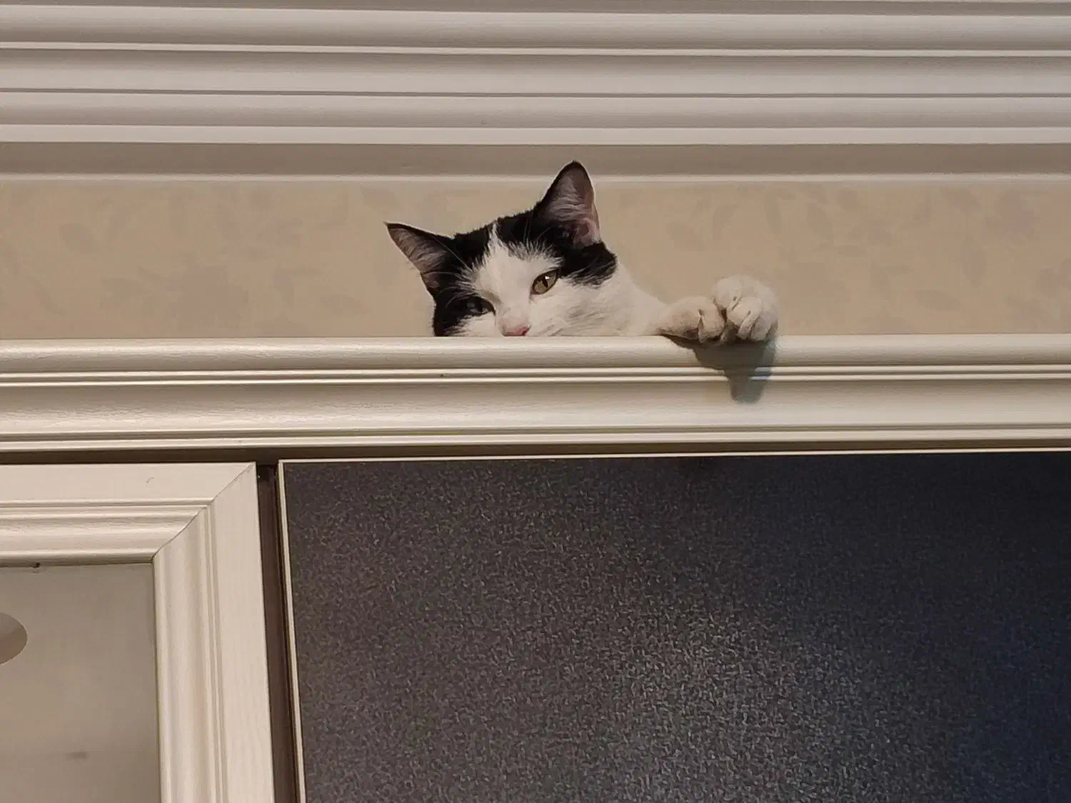 گربه گمشده|حیوانات|تبریز, |دیوار