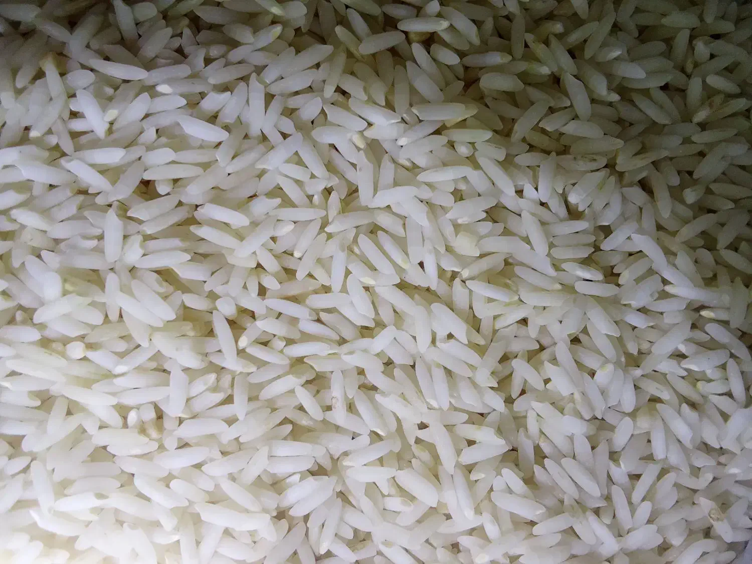 برنج کاظمی|خوردنی و آشامیدنی|بیرانوند, |دیوار