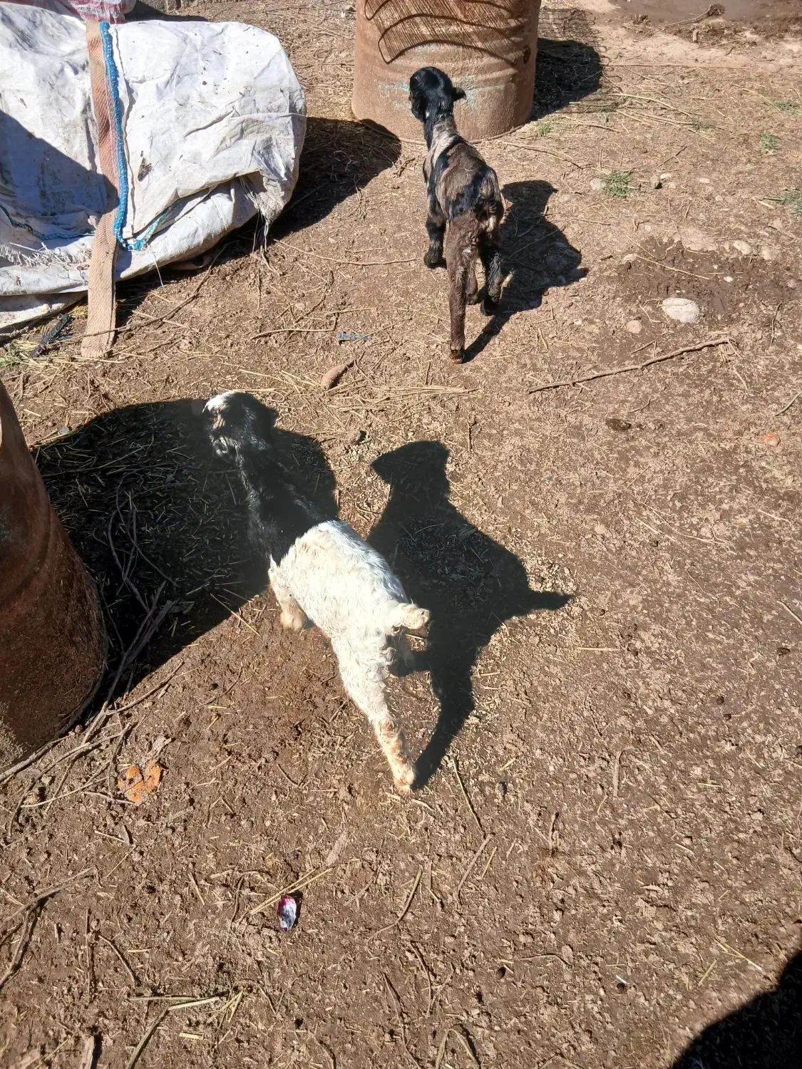 دو عدد تیربز|حیوانات مزرعه|دزفول, |دیوار