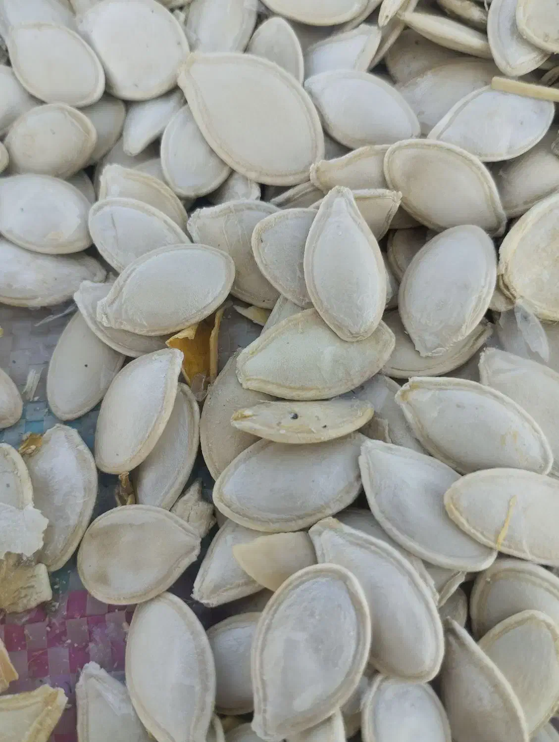 تخم کدو|خوردنی و آشامیدنی|باوله, |دیوار