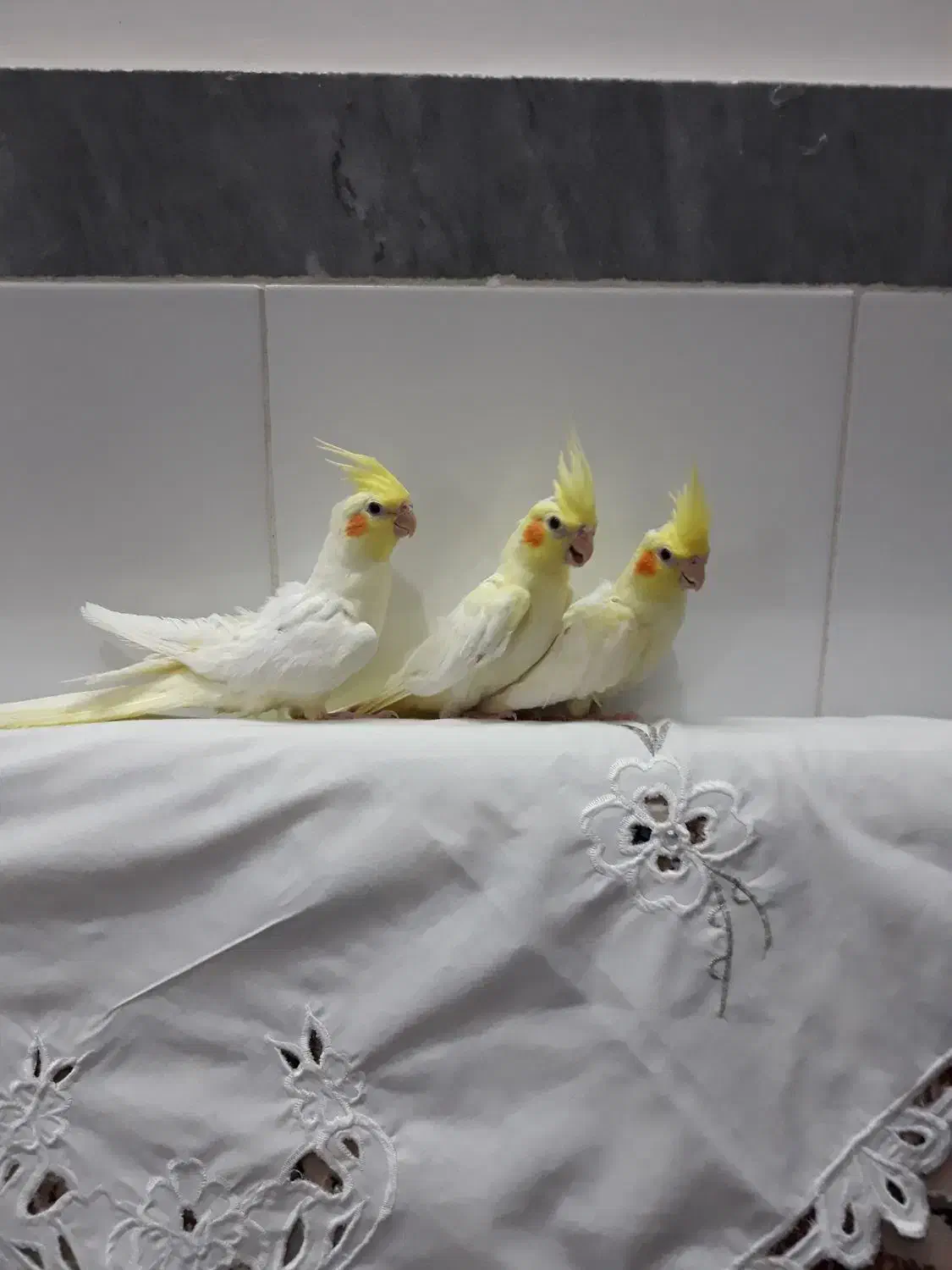 عروس هلندی لوتینو|پرنده|بناب, |دیوار