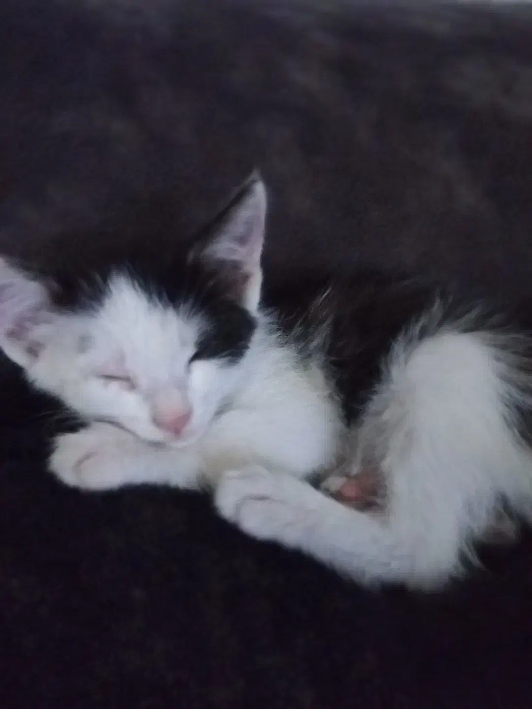 گربه قشنگ|گربه|گرگان, |دیوار