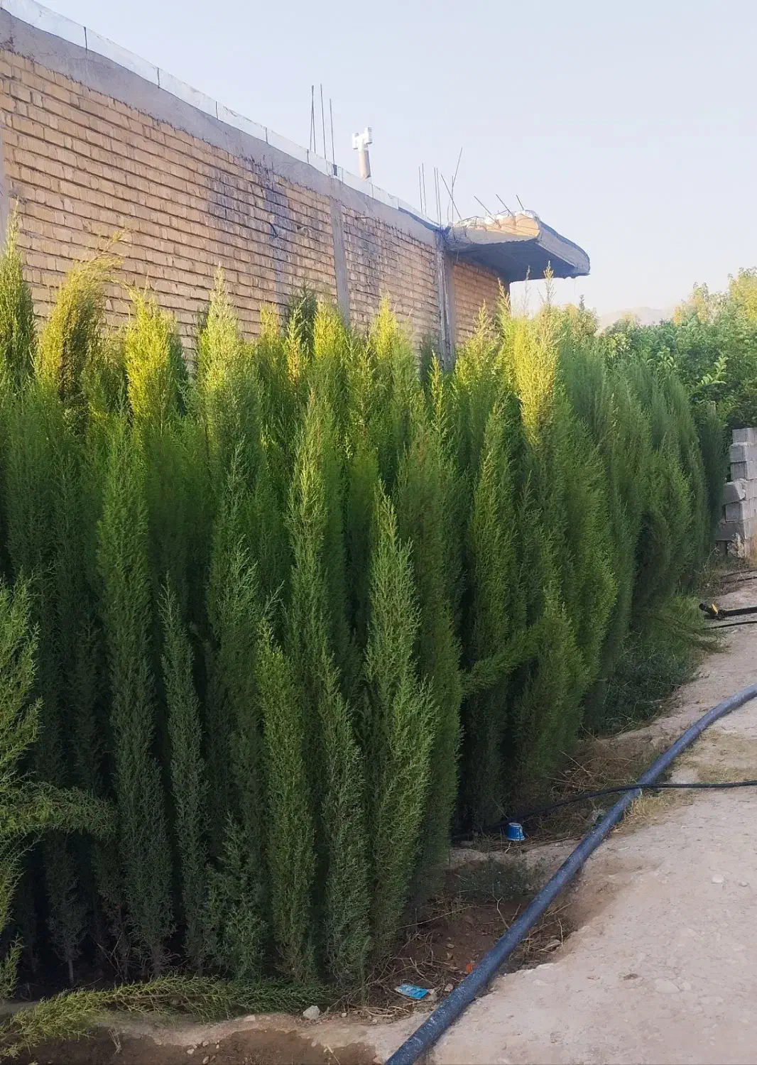 نهال سروناز شیراز|خدمات باغبانی و درختکاری|تهران, آبشار تهران (دریاچه)|دیوار