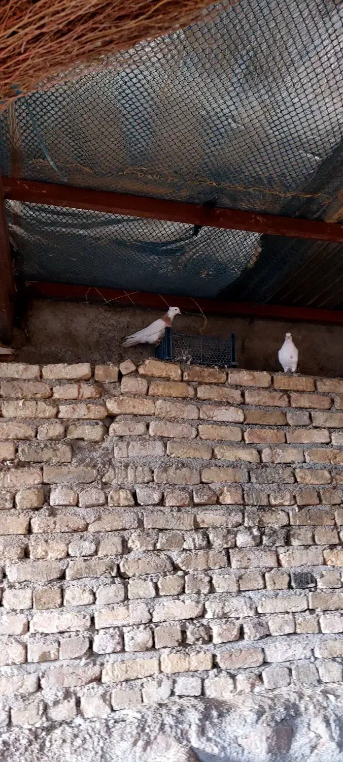 کبوتر طوقی|پرنده|خرمآباد, |دیوار