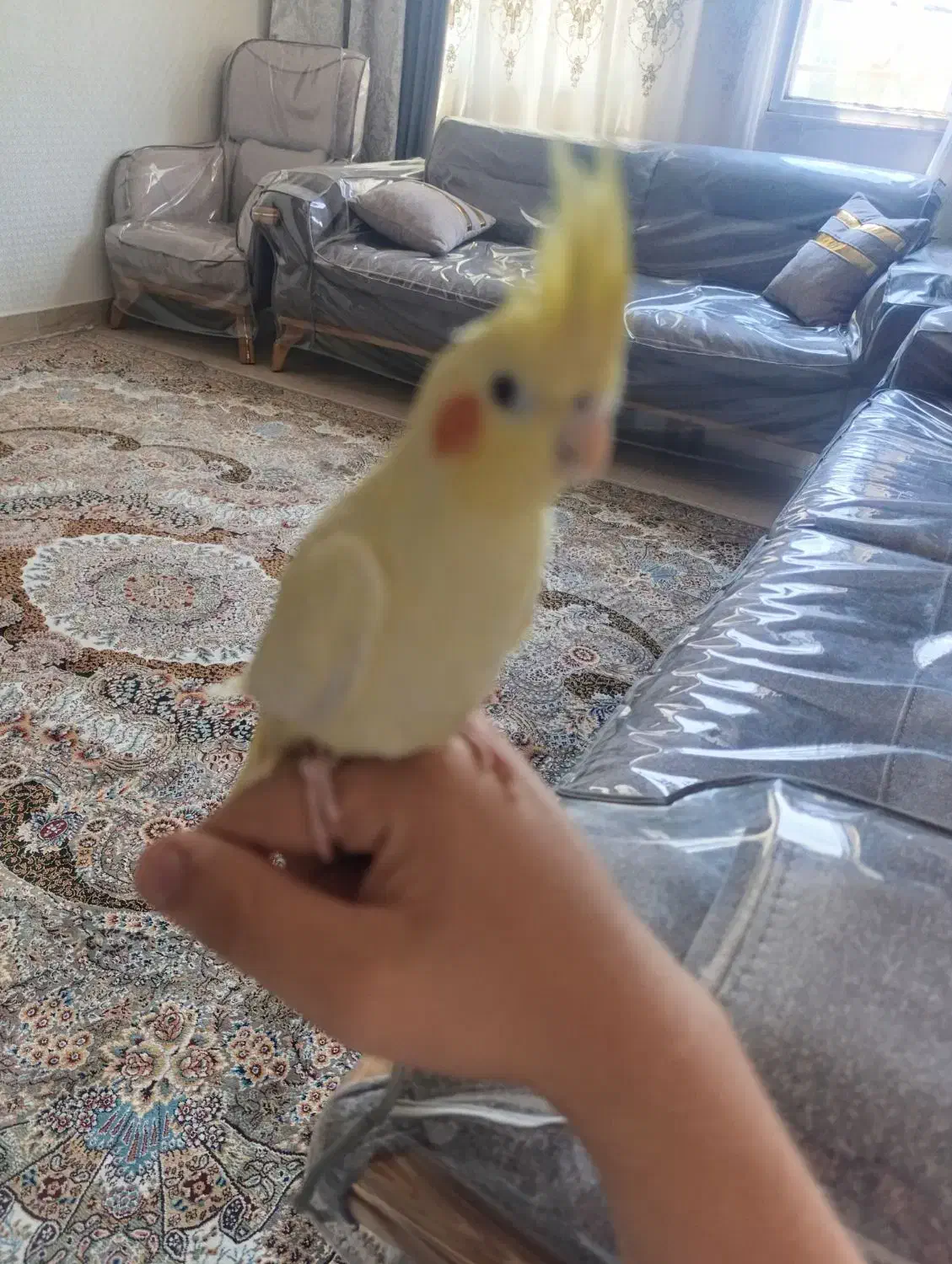 عروس هلندی دستی نر|پرنده|شهریار, رزکان|دیوار