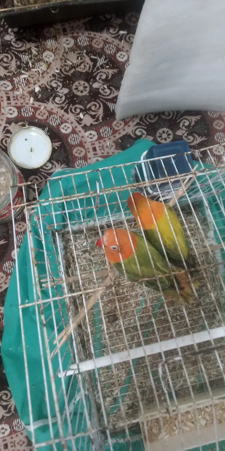 یه جفت طوطی برزیلی یوینگ گولد ۱ساله|پرنده|باوی, |دیوار