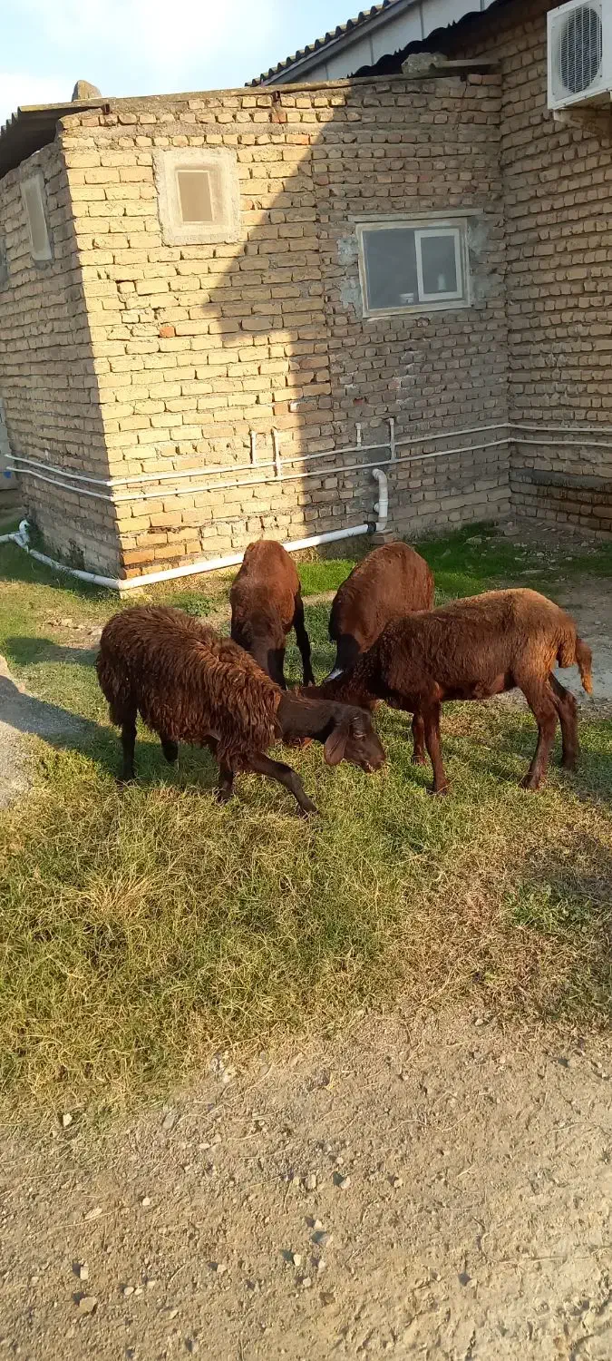 بره ماده قزل افشار|حیوانات مزرعه|سیمین شهر, |دیوار