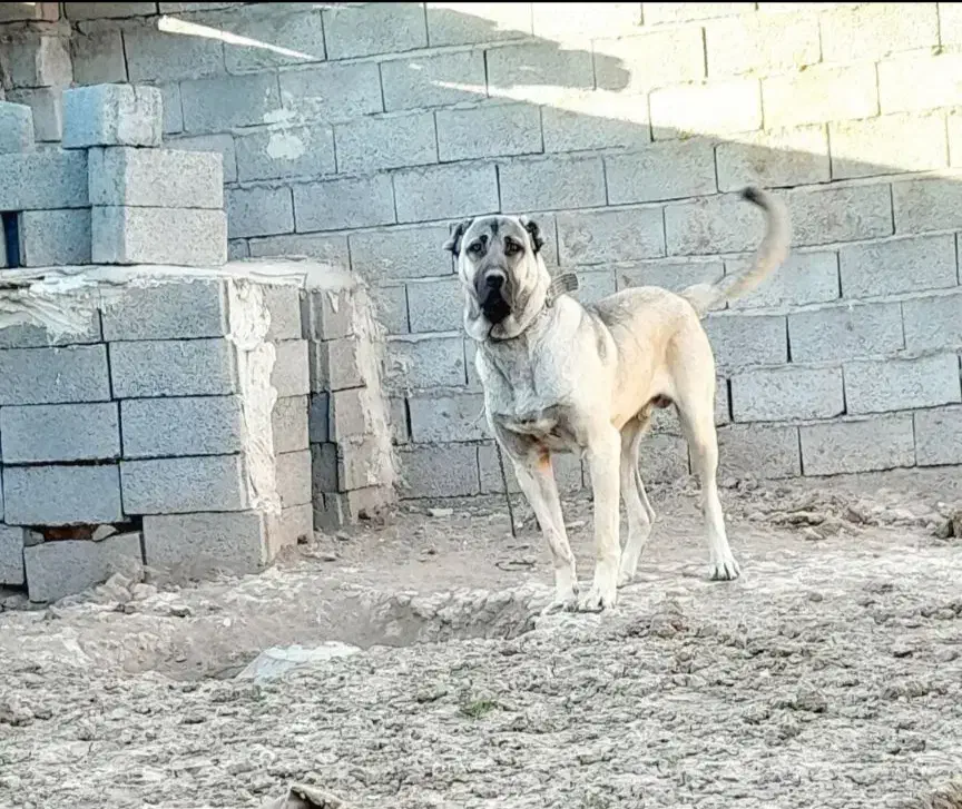 سگ سرابی(گ م ش د ه)|حیوانات|تیکمه داش, |دیوار