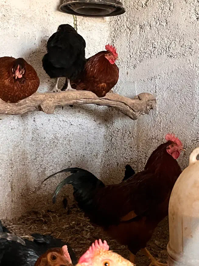 خروس محلی مناسب قربانی و نگهداری|حیوانات مزرعه|ابهر, |دیوار