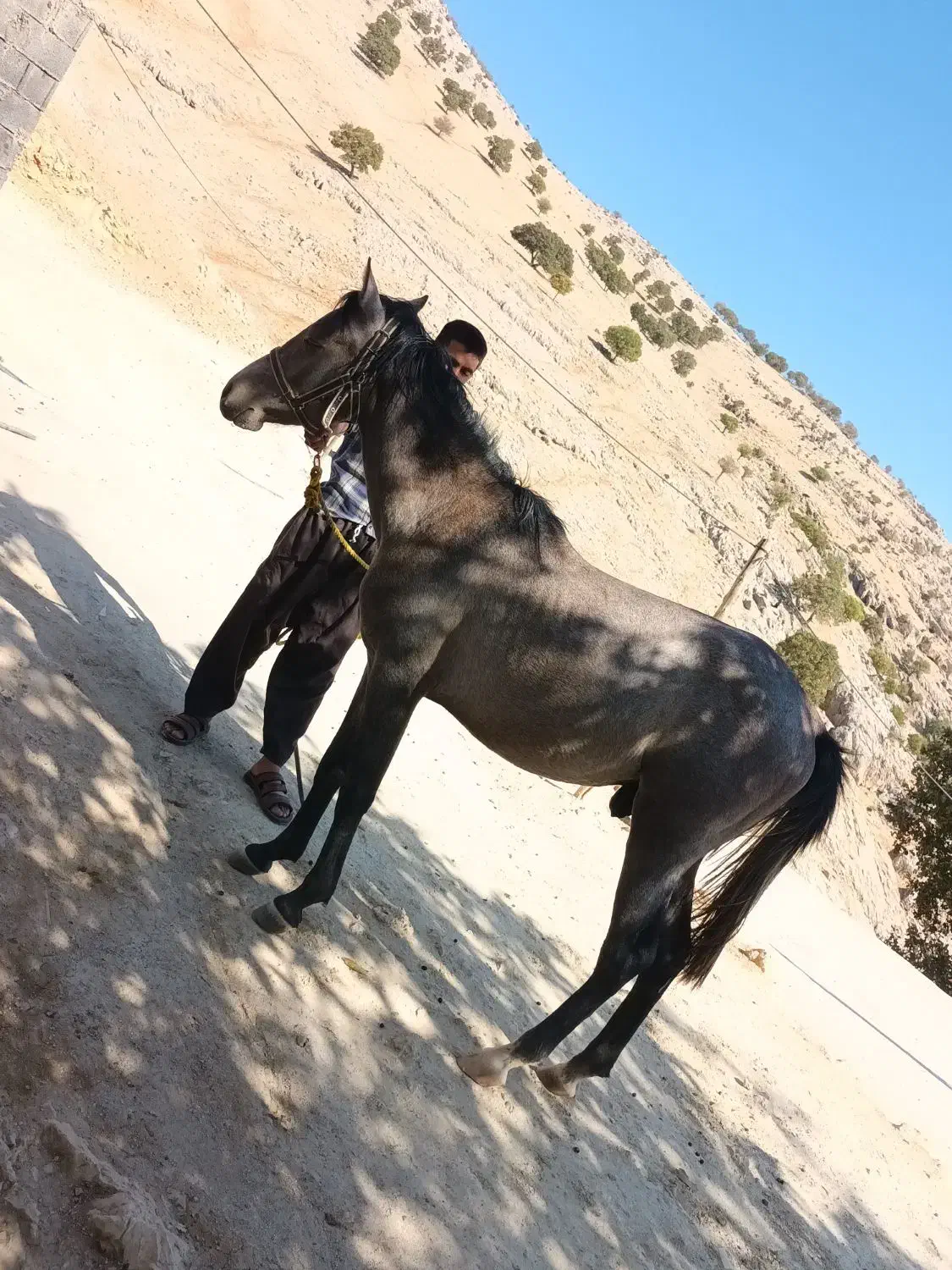 اسب خوب|اسب و تجهیزات اسب‌سواری|مارگون, |دیوار