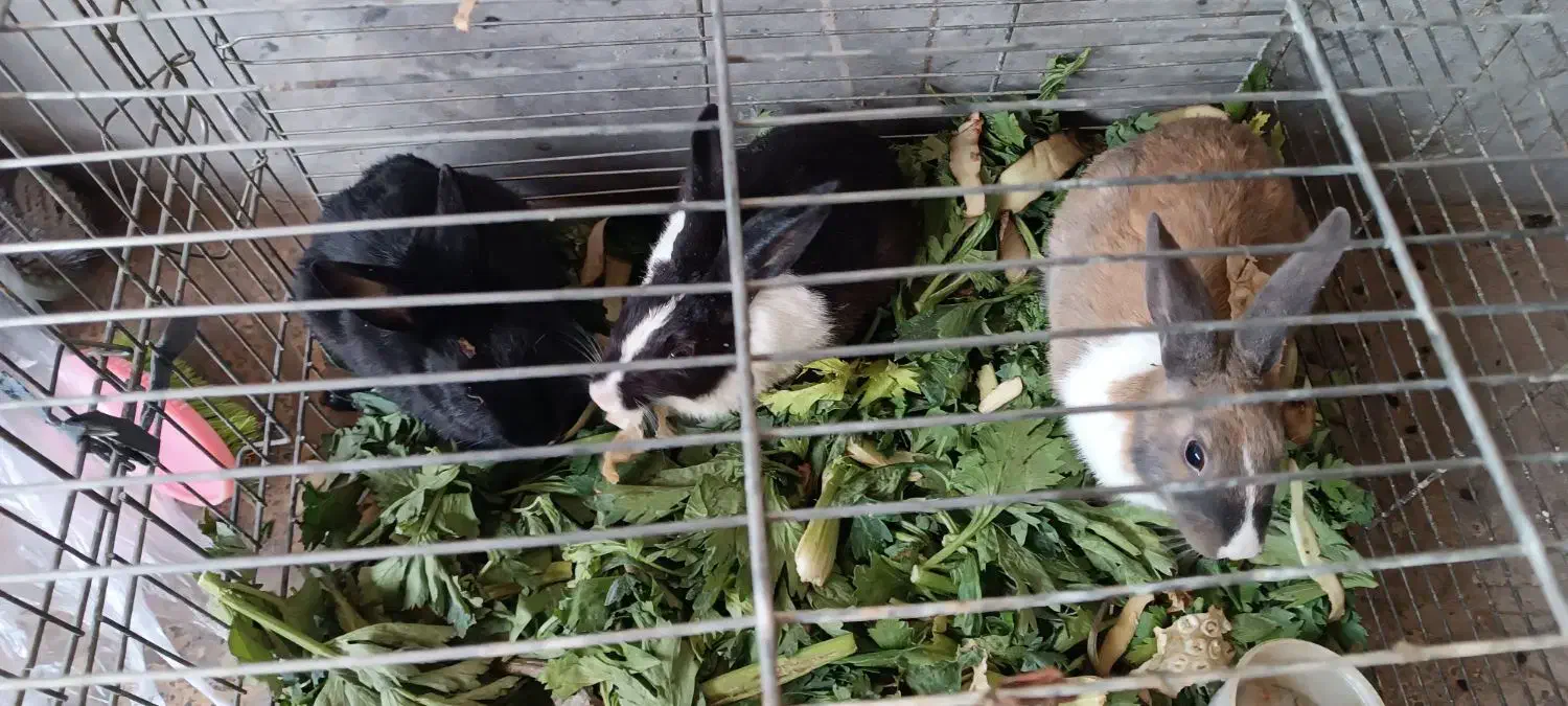 ۲ عدد خرگوش صحرایی|موش و خرگوش|چهاردانگه (تهران), |دیوار