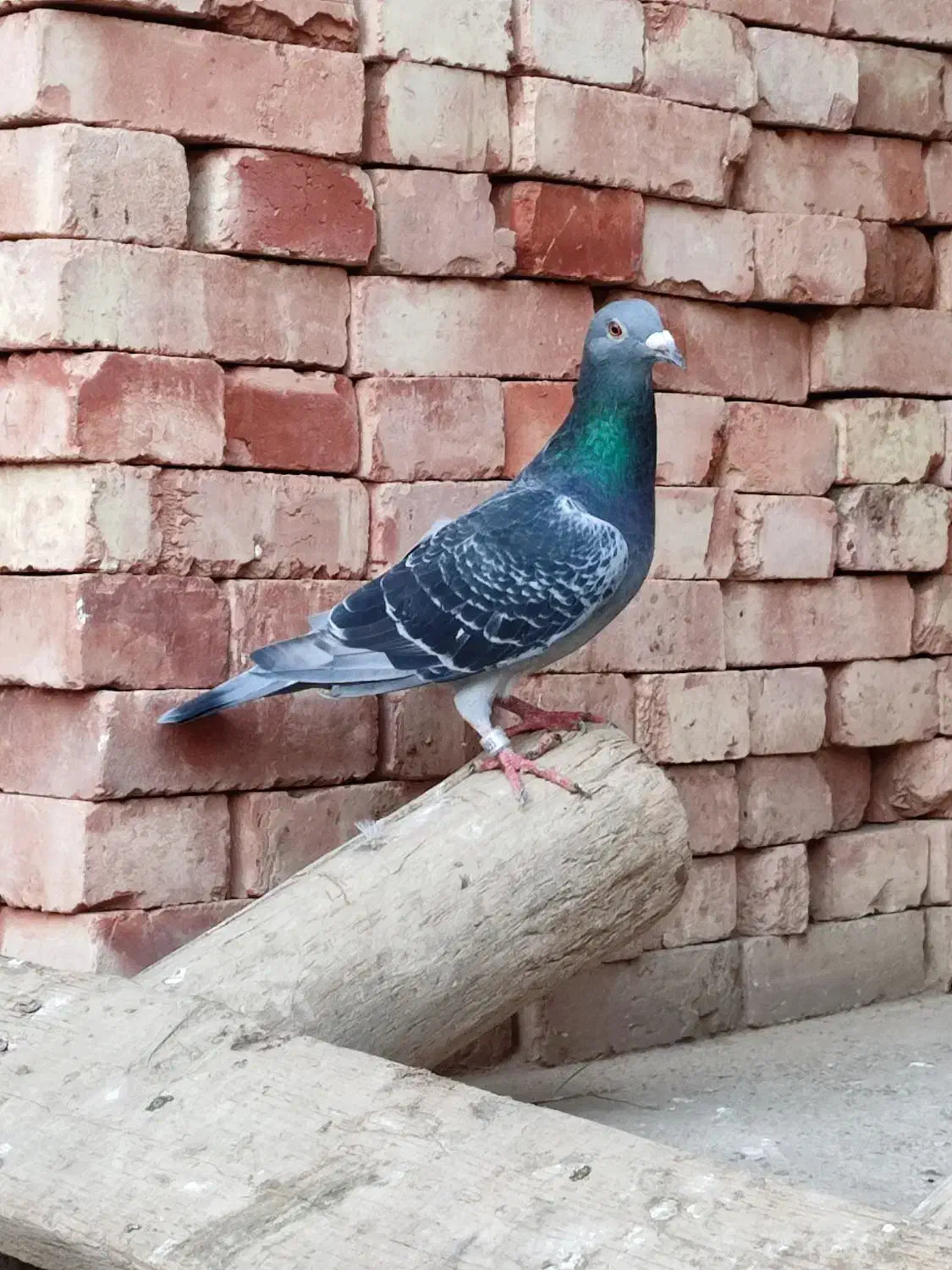 دوبر نره مسافتی|پرنده|پارس‌آباد, |دیوار