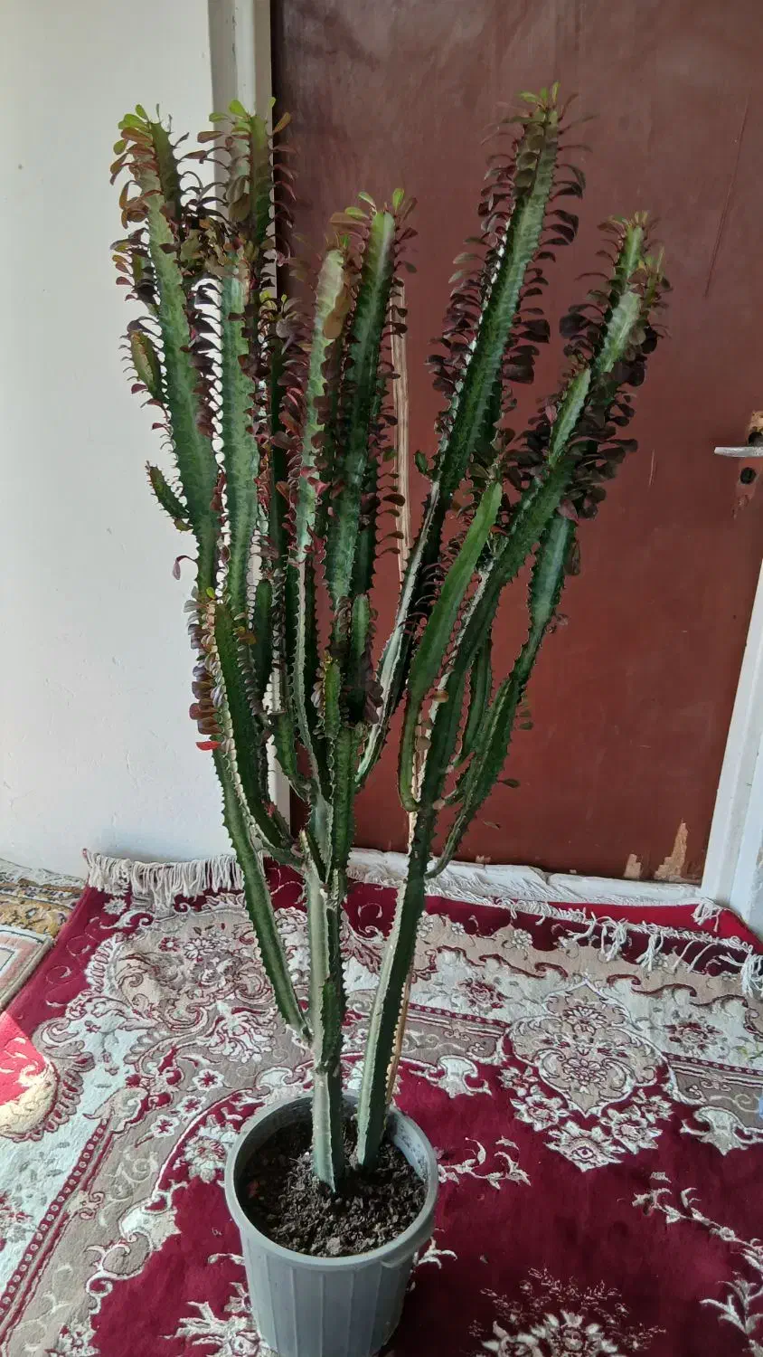 گل آفریبا کوچک ۵۰۰بزرگ۱۰۰۰۰۰۰|گل و گیاه طبیعی|آستانه اشرفیه, |دیوار