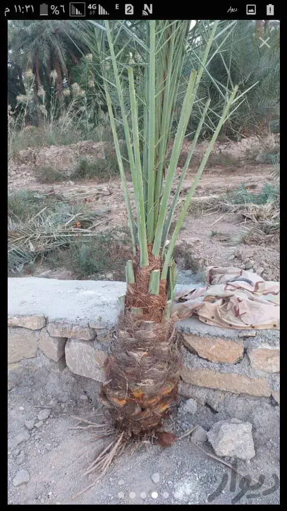 سلام پاجوش شادگان|گل و گیاه طبیعی|شادگان, |دیوار