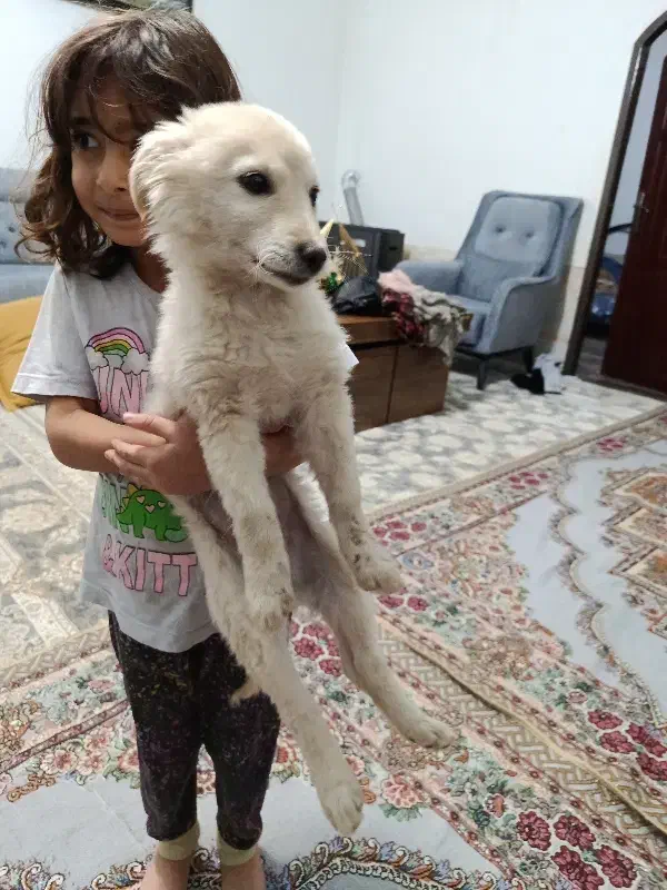 سگ پا کوتاه|سگ|خلیل آباد, |دیوار