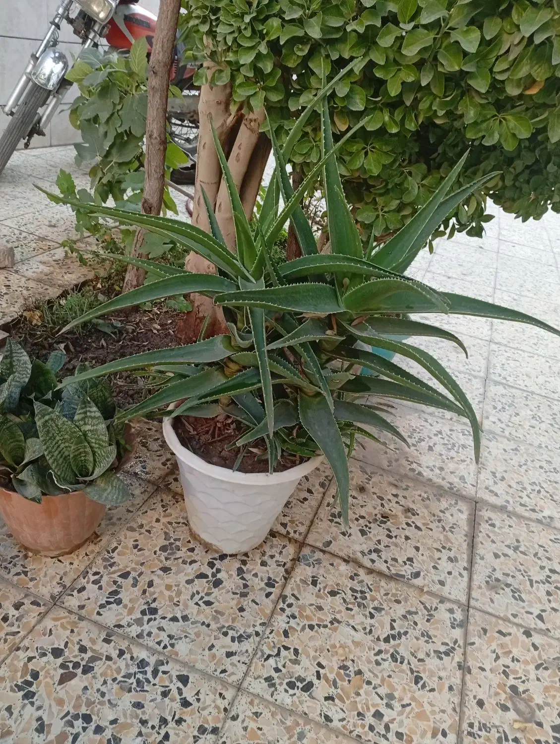 گل طبیعی|گل و گیاه طبیعی|اصفهان, اندوان|دیوار