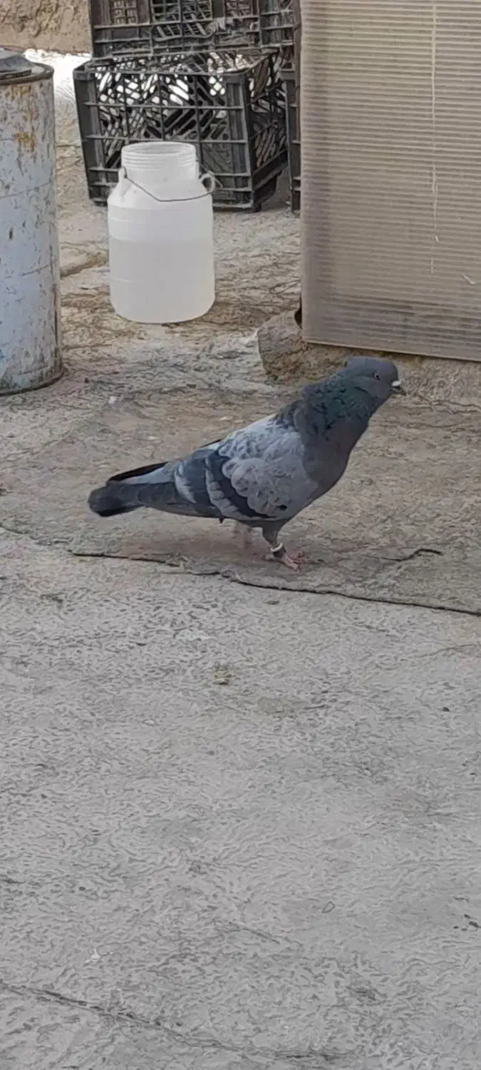 یک جفت کبوتر کلکسیونی|پرنده|اصفهان, جاوان|دیوار