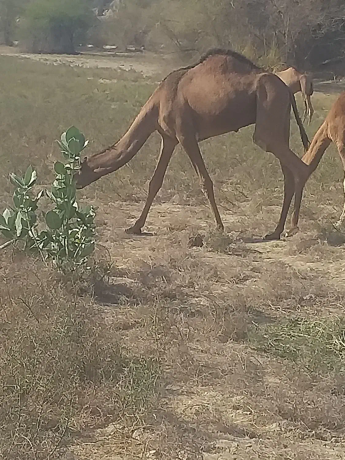 فروش شتر نر|حیوانات مزرعه|بندرعباس, |دیوار