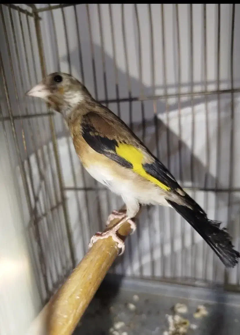 سهره چونه سفید نر|پرنده|مشکیندشت, |دیوار