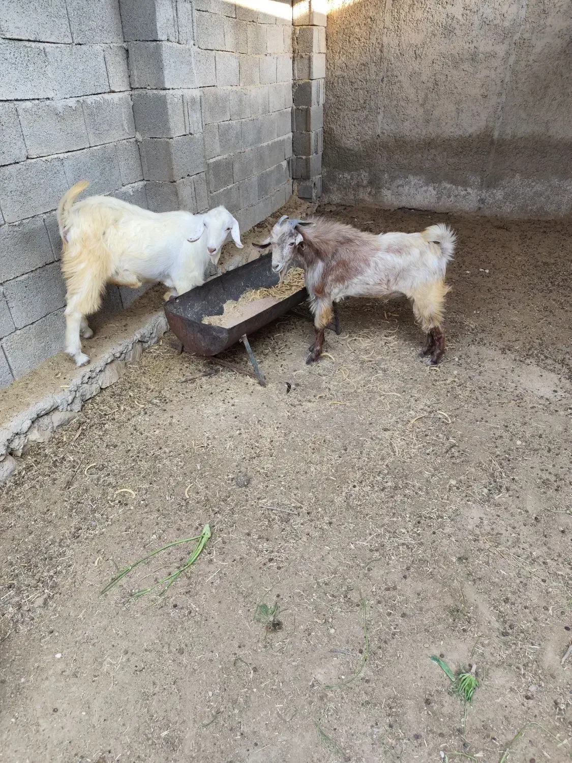 دو عدد پازن سالم و سرحال|حیوانات مزرعه|خورموج, |دیوار