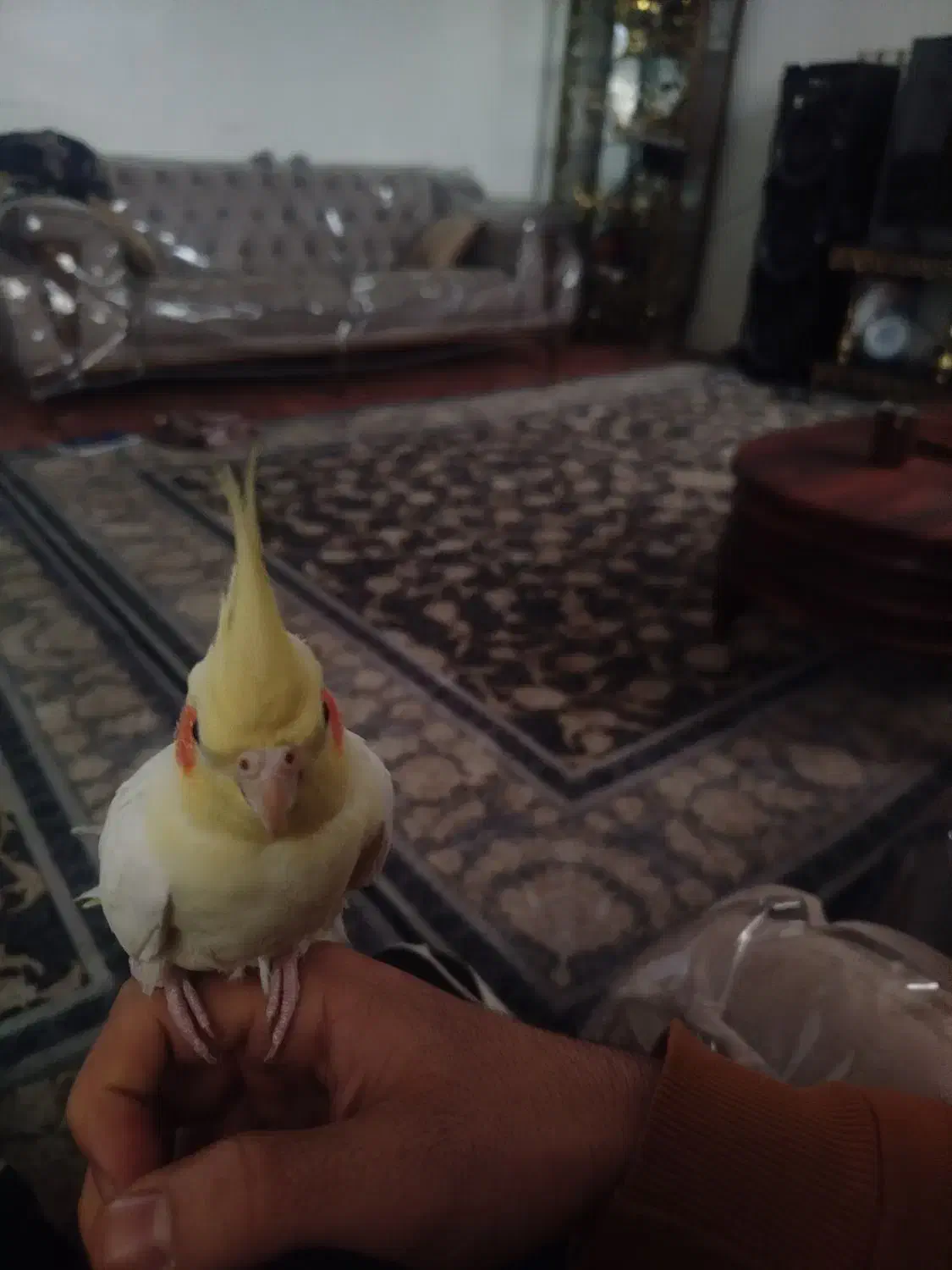 عروس هلندی دستی|پرنده|قرچک, مهدیه|دیوار