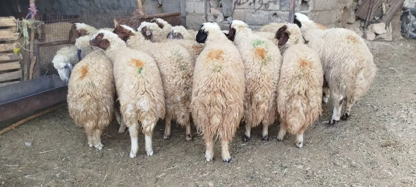 بره نر|حیوانات مزرعه|هلیلان, |دیوار